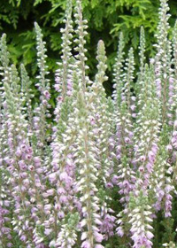 Calluna vulgaris 'Silver Knight'