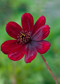 Cosmos atrosanguineus 'Choca Mocha'