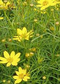 Coreopsis verticillata 'Tweety'