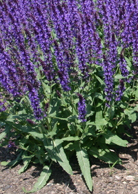 Salvia nemorosa 'Wesuwe'