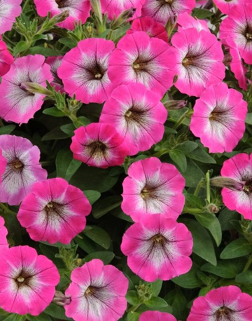 Petunia Cascadia Marshmallow pInk