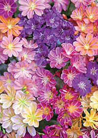 Lewisia 'Rainbow Mix'