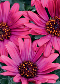 Osteospermum 'Sunny Olivia'