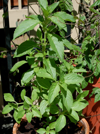 Mentha piperita