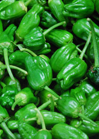 Capsicum annuum 'Pimiento de Patron'