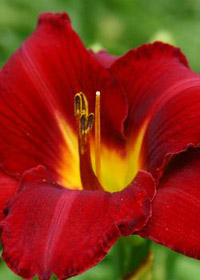 Hemerocallis 'Prairie Wildfire'