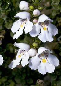 Prostanthera cuneata