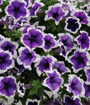 Petunia Cascadia Violet Skirt