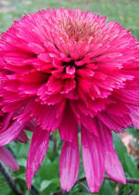 Echinacea 'Southern Belle'