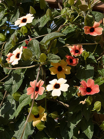 Thunbergia alata 'African Sunset'