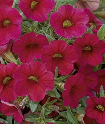 Calibrachoa Callie Bright Red