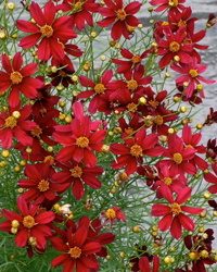 Coreopsis 'Red Satin'