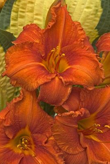 Hemerocallis 'Fire King'