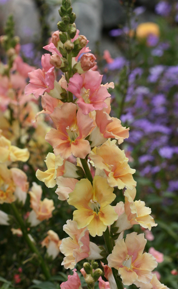 Antirrhinum 'Chantilly Peach'