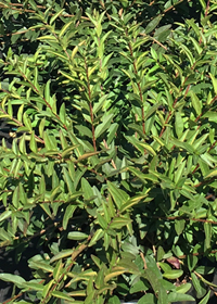 Ligustrum vulgare 'Lodense'