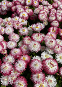 Bellis perennis Habanera 'White Red Tips'