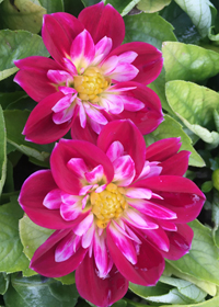 Dahlia pinnata Labella® Medio Fun 'Rose'