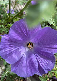 Alyogyne huegelii 