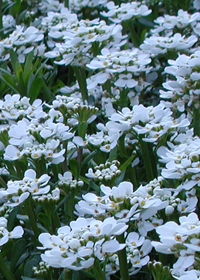 Candytuft Snowflake Iberis sempervirens 'Snowflake'