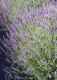 lavender plant drooping Artificial Yellow Lavender Drooping Plant main image 0