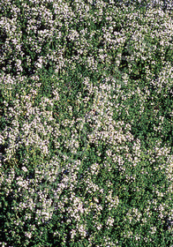 Thymus thracicus Lavender'