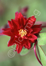 Aquilegia vulgaris var. stellata 'Ruby Port'