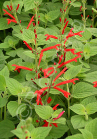 Salvia elegans Honey Melon'