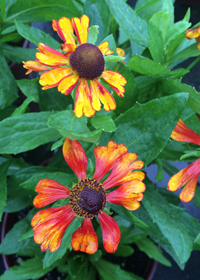 Helenium 'Chelsey'