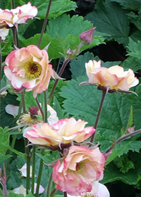 Geum COCKTAILS™ 'Cosmopolitan'