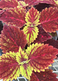 Coleus (Solenostemon) COLOR CLOUDS™ 'Hottie'